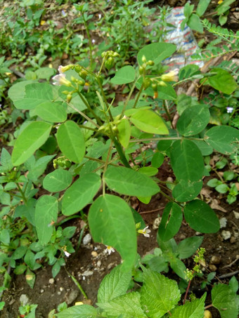 关闭绿色酢浆草barrelieri桶形的woodsorrel薰衣草酢浆草属十三酸模马龙酸模萨瓦内酢浆草巴希恩斯自然