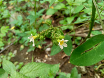 关闭绿色酢浆<strong>草</strong>barrelieri桶形的woodsorrel薰衣<strong>草</strong>酢浆<strong>草</strong>属十三酸模马<strong>龙</strong>酸模萨瓦内酢浆<strong>草</strong>巴希恩斯自然