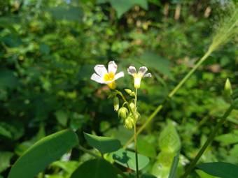 关闭绿色酢浆<strong>草</strong>barrelieri桶形的woodsorrel薰衣<strong>草</strong>酢浆<strong>草</strong>属十三酸模马<strong>龙</strong>酸模萨瓦内酢浆<strong>草</strong>巴希恩斯自然