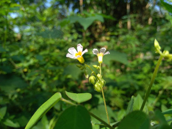 关闭绿色酢浆<strong>草</strong>barrelieri桶形的woodsorrel薰衣<strong>草</strong>酢浆<strong>草</strong>属十三酸模马<strong>龙</strong>酸模萨瓦内酢浆<strong>草</strong>巴希恩斯自然