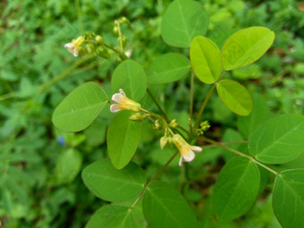 关闭绿色酢浆<strong>草</strong>barrelieri桶形的woodsorrel薰衣<strong>草</strong>酢浆<strong>草</strong>属十三酸模马<strong>龙</strong>酸模萨瓦内酢浆<strong>草</strong>巴希恩斯自然