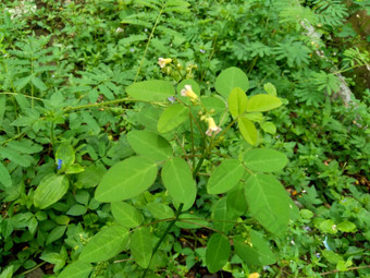 关闭绿色酢浆草barrelieri桶形的woodsorrel薰衣草酢浆草属十三酸模马龙酸模萨瓦内酢浆草巴希恩斯自然