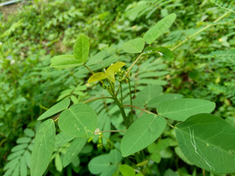 关闭绿色酢浆草barrelieri桶形的woodsorrel薰衣草酢浆草属十三酸模马龙酸模萨瓦内酢浆草巴希恩斯自然