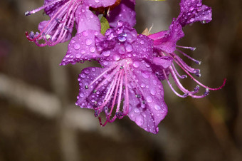 紫色的花雨滴