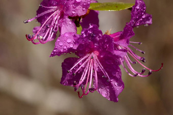 紫色的花雨滴