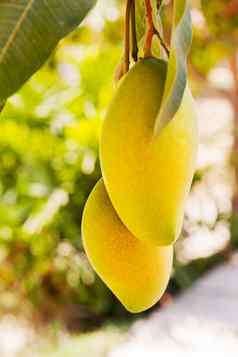 自然背景芒果mangifera显示水果日益增长的