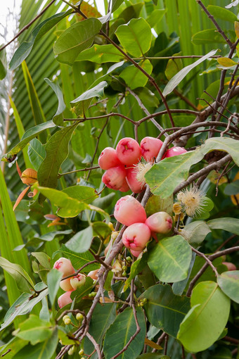 气味<strong>清香</strong>jambos李子玫瑰玫瑰苹果亚洲水果树越南