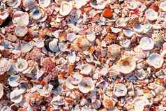 壳牌背景色彩斑斓的海贝壳类型形状