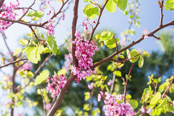 自然春天背景盛开的<strong>紫荆花</strong>树第比利斯乔治亚州
