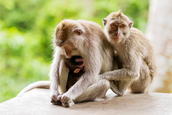 睡觉猴子猴子森林乌布巴厘岛印尼