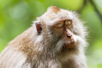 猴子睡觉关闭照片猴子的脸猴子森林乌布巴厘岛印尼