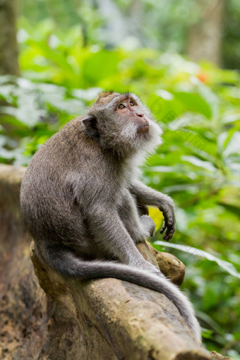 猴子坐在树猴子森林乌布巴厘岛印尼