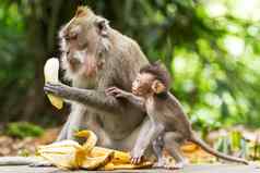 猴子吃香蕉猴子森林乌布巴厘岛印尼