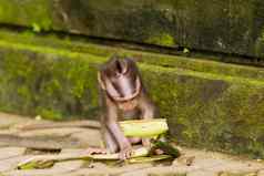 婴儿猴子香蕉皮猴子森林乌布巴厘岛印尼