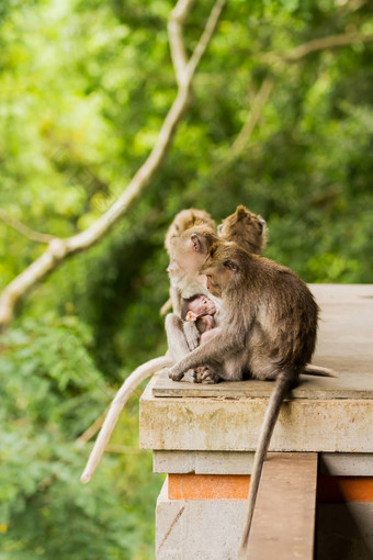 睡觉猴子家庭<strong>打瞌睡</strong>猴子森林乌布巴厘岛印尼