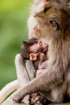 睡觉猴子猴子的家庭打瞌睡猴子森林乌布巴厘岛印尼