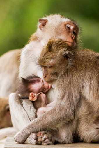 睡觉<strong>猴子猴子</strong>的家庭打瞌睡<strong>猴子</strong>森林乌布巴厘岛印尼