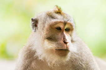 关闭照片猴子的脸猴子森林乌布巴厘岛印尼