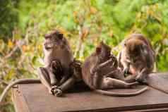 猴子家庭丛林森林猴子森林乌布巴厘岛印尼