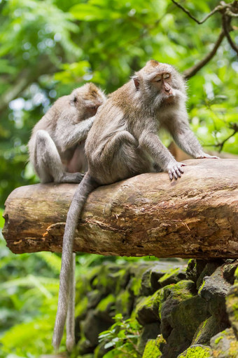 猴子树猴子森林乌布巴厘岛印尼