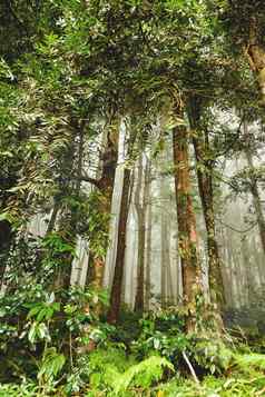 常绿丛林森林雨自然有雾的背景巴厘岛印尼