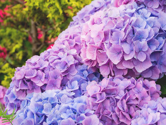 盛开的淡<strong>紫色光</strong>蓝色的绣球花花关闭照片美丽的花花园