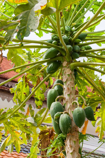 木瓜番木瓜树木瓜水果植物当值木瓜水果树柬埔寨