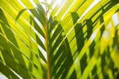 自然背景棕榈树叶子太阳反射