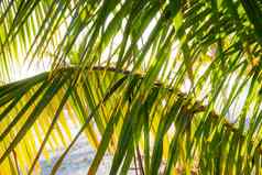 自然背景棕榈树叶子太阳反射古巴加勒比海软焦点