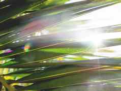 太阳照棕榈树叶子热带树新鲜的绿色树叶