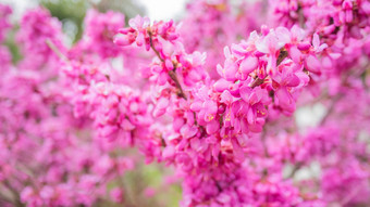盛开的<strong>紫荆</strong>对中国人<strong>紫荆</strong>属植物自然春天背景太阳闪亮的粉红色的美丽的花