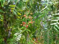 粉红色的胡椒好多玫瑰粉红色的浆果希努斯柔软秘鲁peppertree