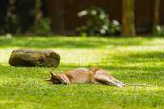 放松小袋鼠自然背景睡觉袋鼠阳光明媚的一天新加坡