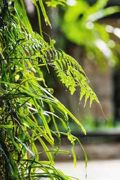 自然背景树分支机构雨滴蕨类植物叶子