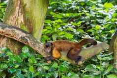 棕色（的）卷尾猴子坐在树新加坡