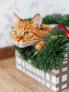姜猫谎言盒子圣诞节一年装饰毛茸茸的宠物睡眠