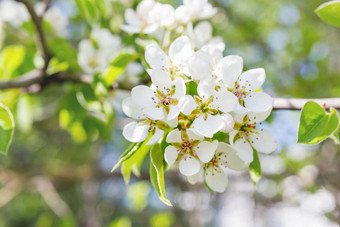 自然春天背景盛开的苹果树美丽的花阳光明媚的一天