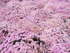 大户外花床粉红色的菊花