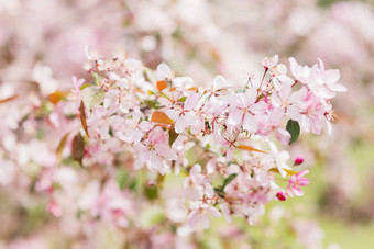 自然春天背景粉红色的李子树花