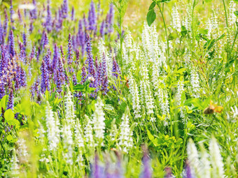 自然夏天背景盛开的林地圣人巴尔干半岛鼠尾草属的植物鼠尾草nemorosa俄罗斯
