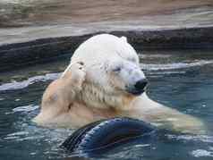 极地熊抓爪子耳朵大野生动物游泳池塘车轮胎