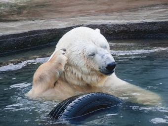 极地熊抓爪子耳朵大野生动物游泳池塘车轮胎