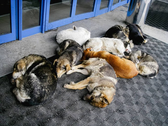 流浪狗睡觉前面购物购物中心门无家可归的人动物打瞌睡橡胶垫在户外莫斯科俄罗斯