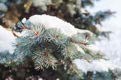 自然冬天背景冻松树分支雪谎言针冬天阳光明媚的一天