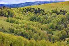 杂草丛生的年轻的落叶树山喀尔巴阡山脉的山开花春天喀尔巴阡山高度