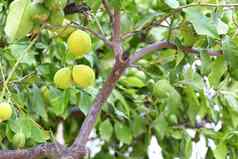 柑橘类水果绿色柠檬年轻的光绿色树