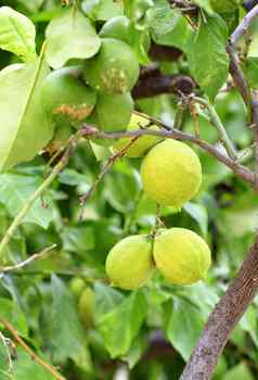 柑橘类水果绿色柠檬年轻的光绿色treevertical图像