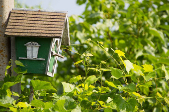 禽舍绿色叶子房子鸟鸟房子白手起家的禽舍