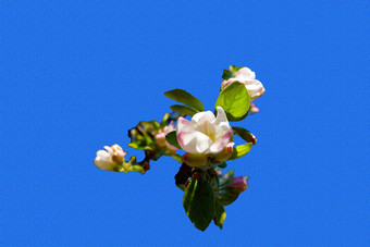 清晰的<strong>春天图片</strong>苹果花朵
