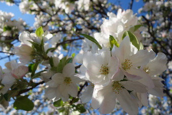 灿烂的苹果花朵新鲜的3月空气